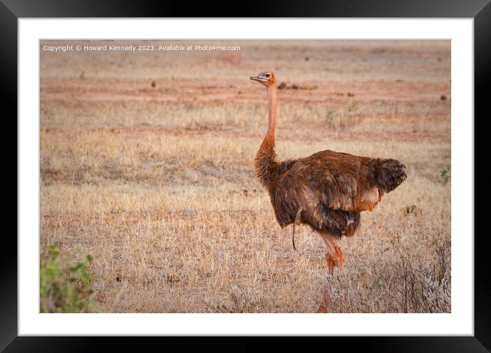 Somali Ostrich Female Framed Mounted Print by Howard Kennedy