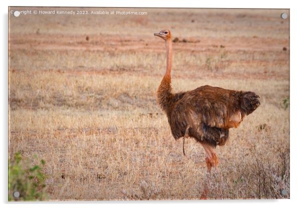 Somali Ostrich Female Acrylic by Howard Kennedy