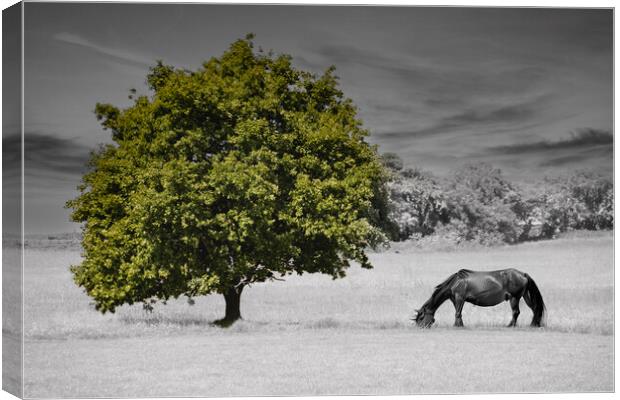 Lonely Tree and Horse Canvas Print by Glen Allen