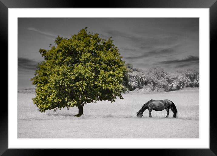 Lonely Tree and Horse Framed Mounted Print by Glen Allen