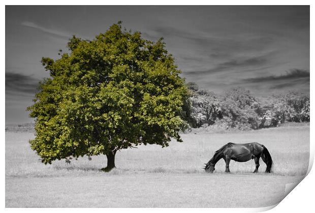 Lonely Tree and Horse Print by Glen Allen