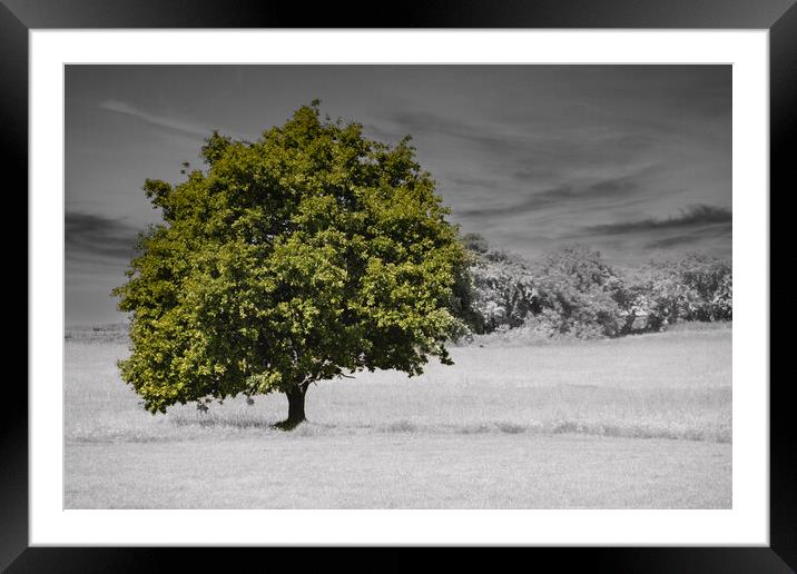Lonely Tree Framed Mounted Print by Glen Allen