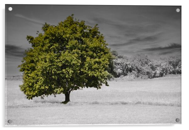 Lonely Tree Acrylic by Glen Allen