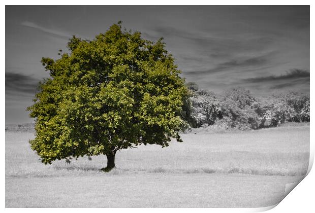Lonely Tree Print by Glen Allen