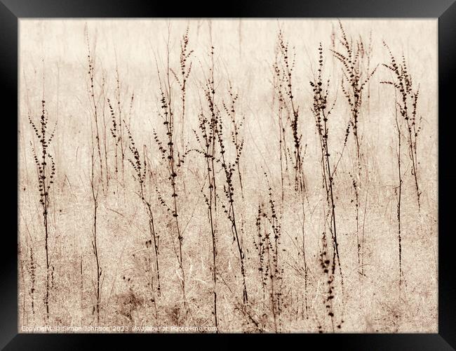 Grasses in a field monochrome  Framed Print by Simon Johnson