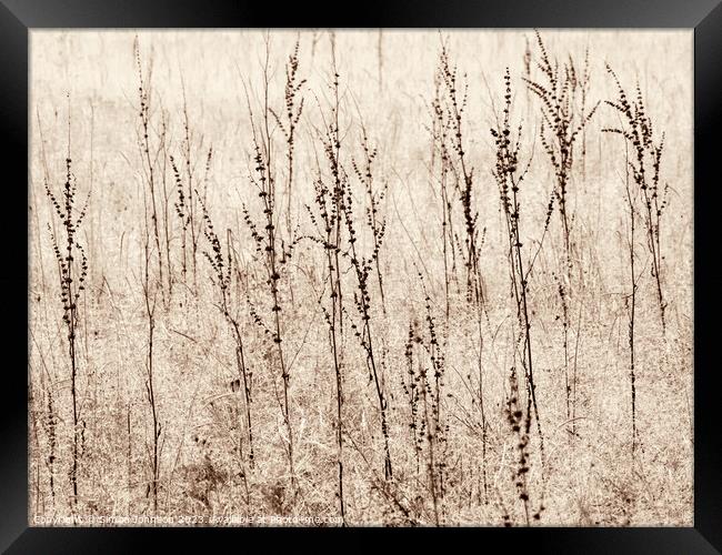 grasses Framed Print by Simon Johnson