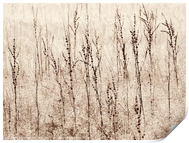 grasses Print by Simon Johnson
