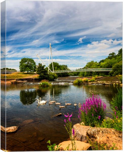 A Swan family at Millers Crossing Bridge, Exeter Canvas Print by Maggie McCall