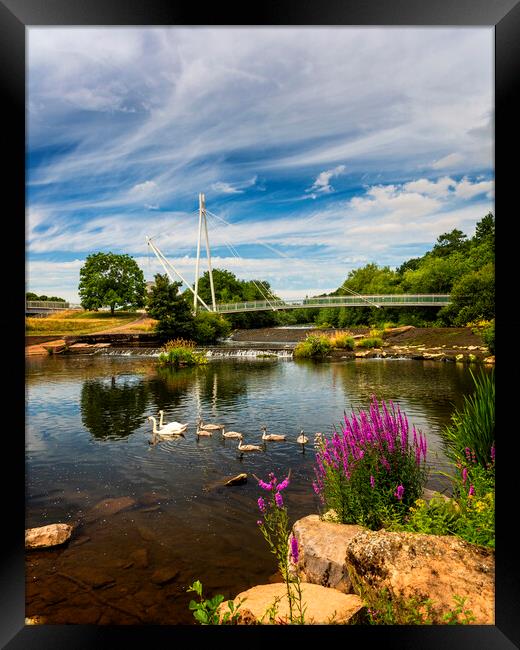 A Swan family at Millers Crossing Bridge, Exeter Framed Print by Maggie McCall