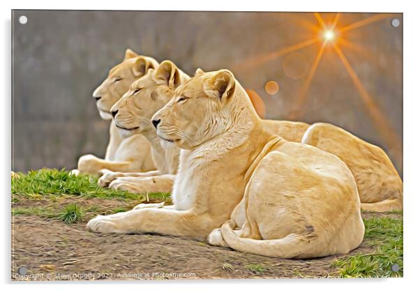 Serene Lionesses / Lions - Photo with Digital Unde Acrylic by Steve Grundy
