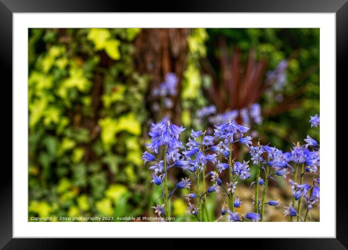 Pretty bells of Blue. Framed Mounted Print by 28sw photography