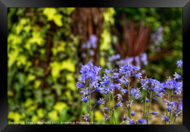 Pretty bells of Blue. Framed Print by 28sw photography