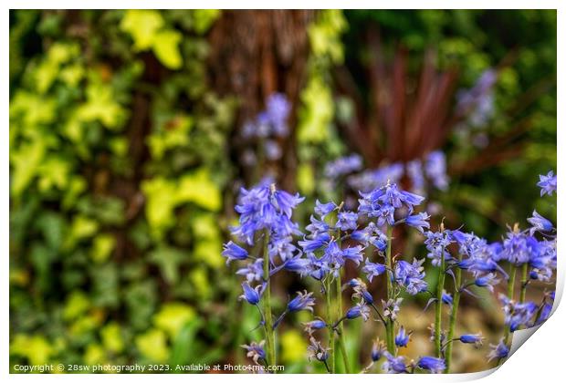 Pretty bells of Blue. Print by 28sw photography