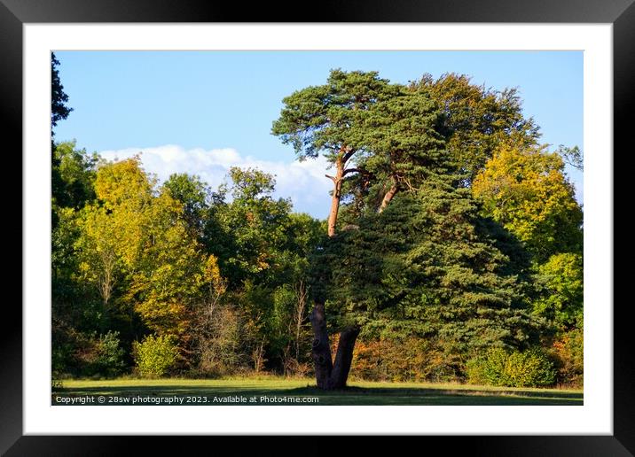 One Strange Tree. Framed Mounted Print by 28sw photography