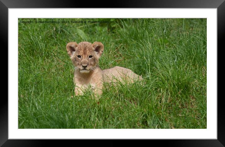 Lion Cub In The Grass Framed Mounted Print by rawshutterbug 
