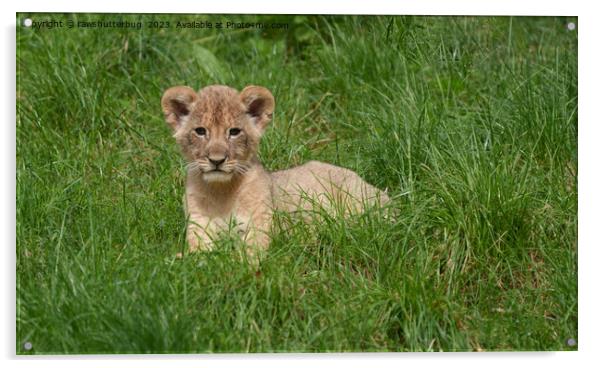 Lion Cub In The Grass Acrylic by rawshutterbug 