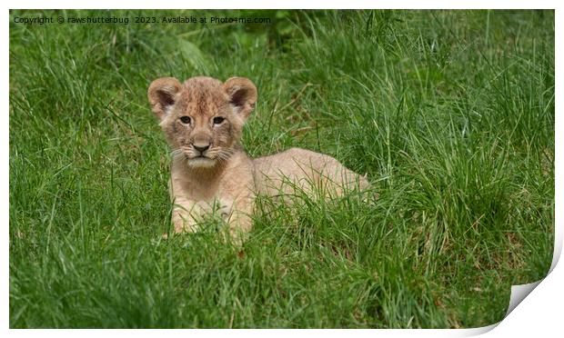Lion Cub In The Grass Print by rawshutterbug 