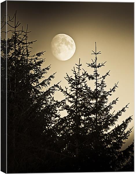 Pines at dusk Moon rising Canvas Print by Gary Eason