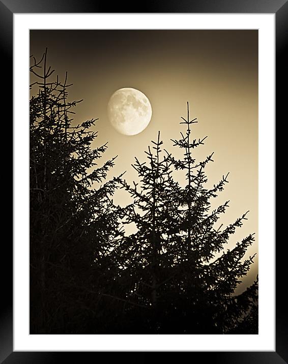 Pines at dusk Moon rising Framed Mounted Print by Gary Eason