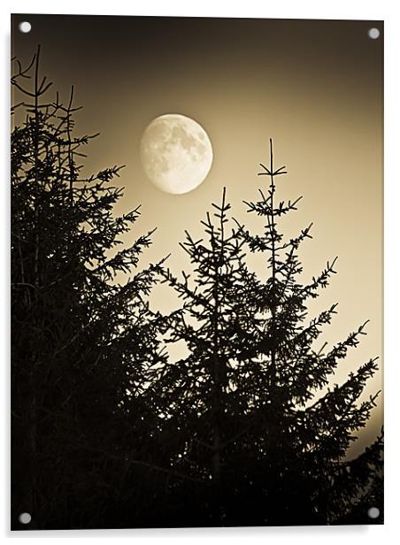 Pines at dusk Moon rising Acrylic by Gary Eason
