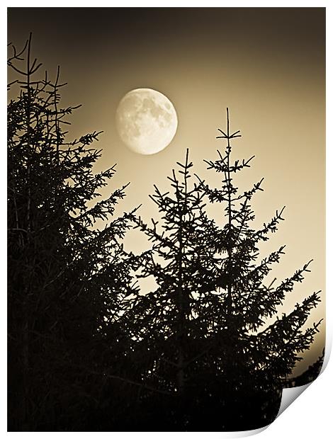 Pines at dusk Moon rising Print by Gary Eason