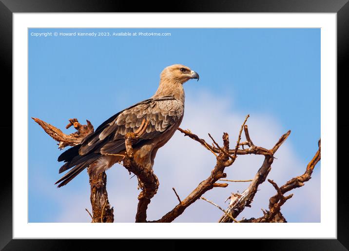 Tawny Eagle Framed Mounted Print by Howard Kennedy