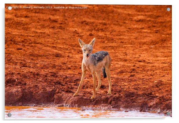 Black-Backed Jackal Acrylic by Howard Kennedy