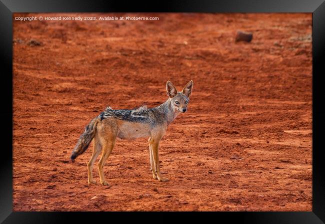 Black-Backed Jackal Framed Print by Howard Kennedy