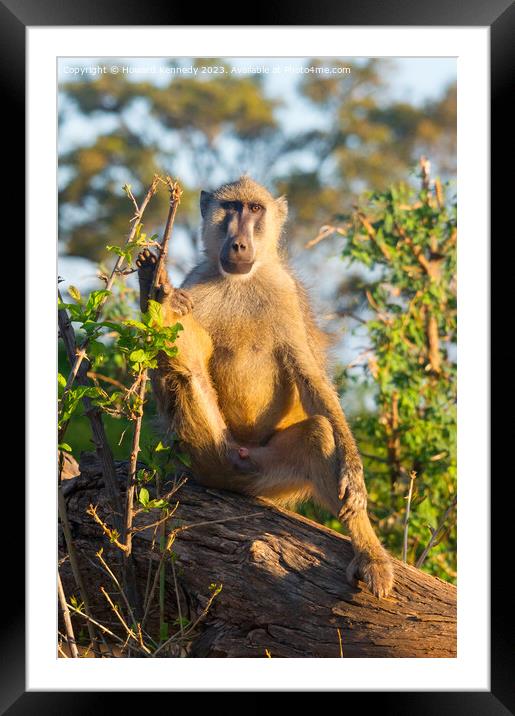 Yellow Baboon making eye contact Framed Mounted Print by Howard Kennedy