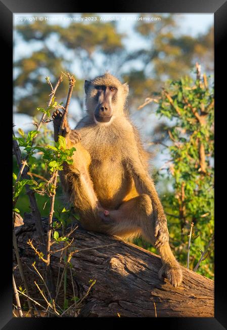 Yellow Baboon making eye contact Framed Print by Howard Kennedy