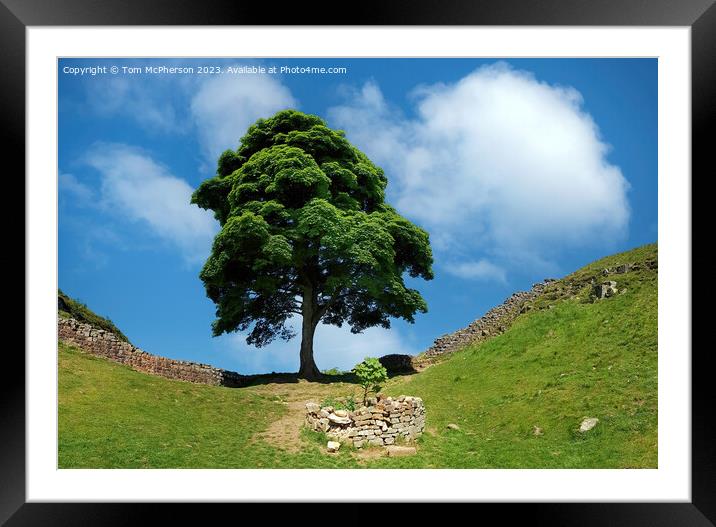 The Sycamore Gap Tree Framed Mounted Print by Tom McPherson
