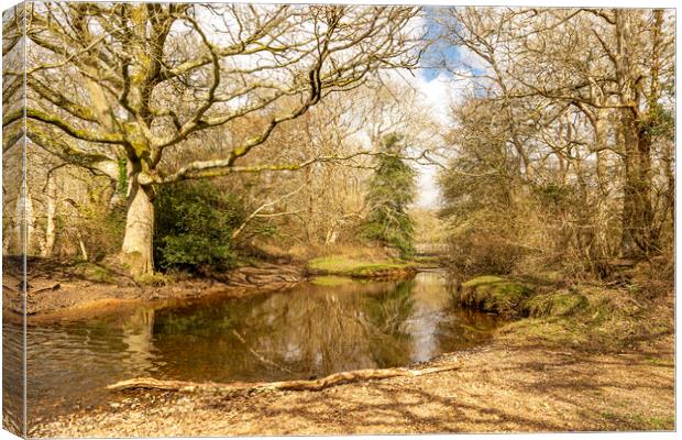 New Forest Reflections Canvas Print by Malcolm McHugh