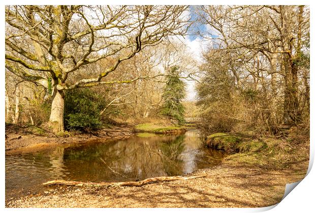 New Forest Reflections Print by Malcolm McHugh