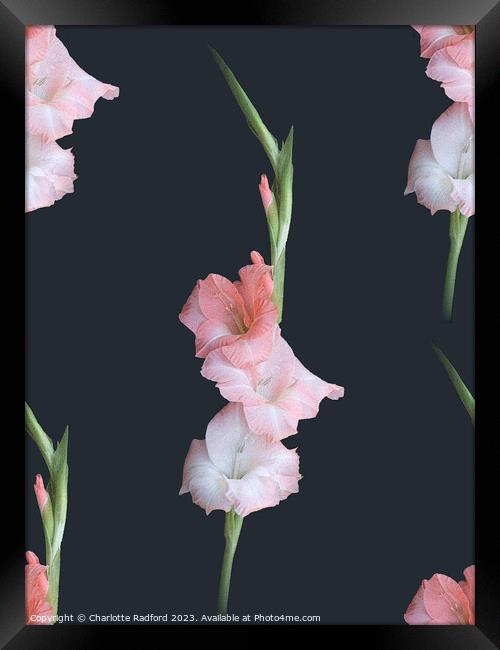 Glorious Gladioli Framed Print by Charlotte Radford