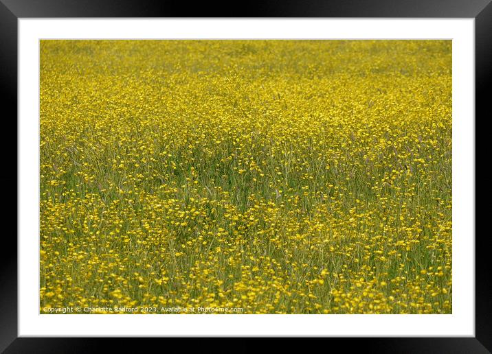 A Festival of Buttercups Framed Mounted Print by Charlotte Radford