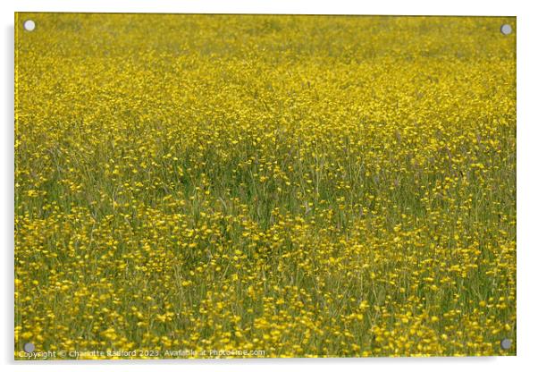 A Festival of Buttercups Acrylic by Charlotte Radford