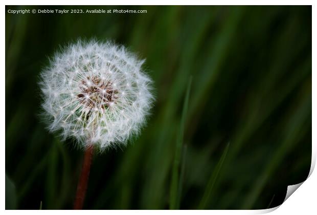 Dandelion Print by Debbie Taylor