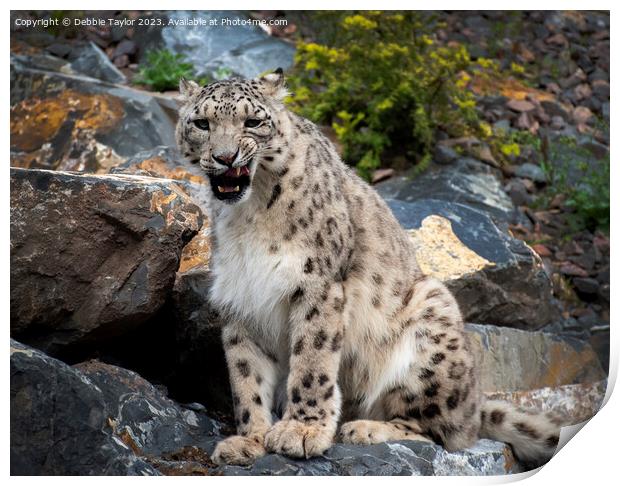 Snow Leopard on Rock Print by Debbie Taylor