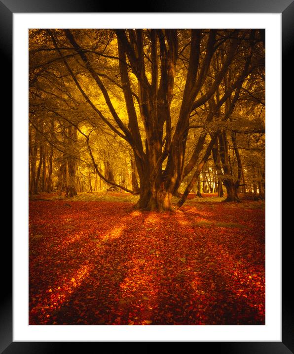 Autumn Sunrise at Ethie Woods in Arbroath Scotland Framed Mounted Print by DAVID FRANCIS
