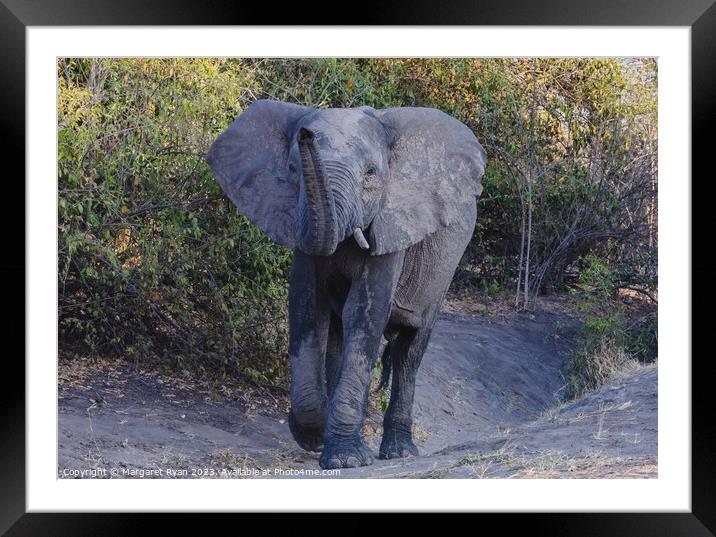 African elephant  Framed Mounted Print by Margaret Ryan