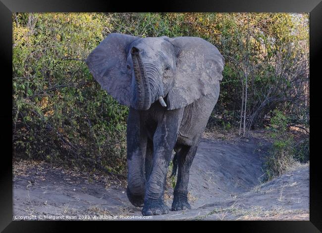 African elephant  Framed Print by Margaret Ryan