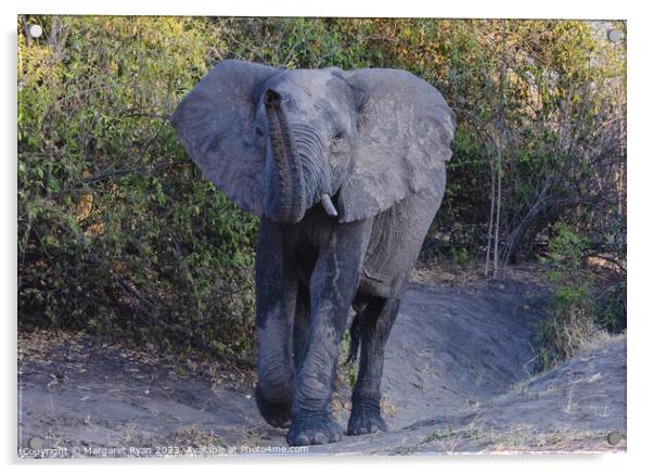 African elephant  Acrylic by Margaret Ryan