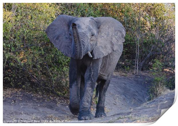 African elephant  Print by Margaret Ryan