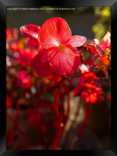 Afternoon Sun Framed Print by Martin Newman