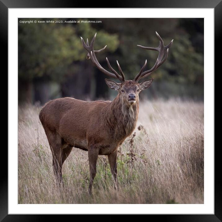 Mighty red deer standing proud Framed Mounted Print by Kevin White