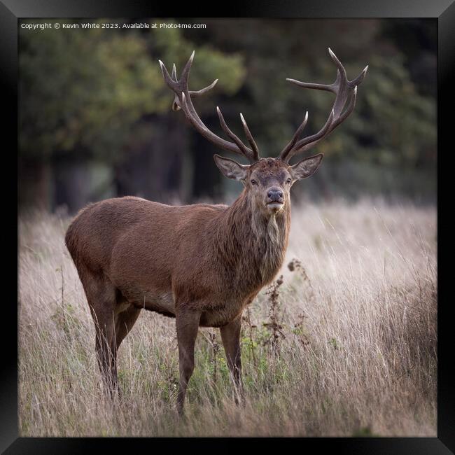 Mighty red deer standing proud Framed Print by Kevin White