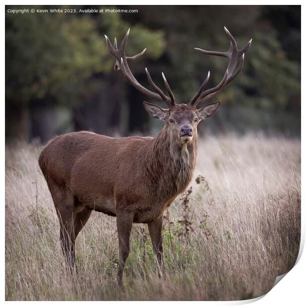 Mighty red deer standing proud Print by Kevin White