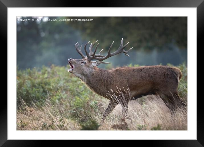 Red deer stag in seach of a female Framed Mounted Print by Kevin White