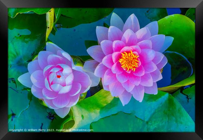 Pink Water Lily Pads Van Dusen Garden Vancouver British Columbia Framed Print by William Perry