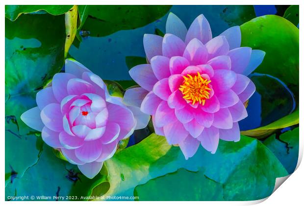 Pink Water Lily Pads Van Dusen Garden Vancouver British Columbia Print by William Perry